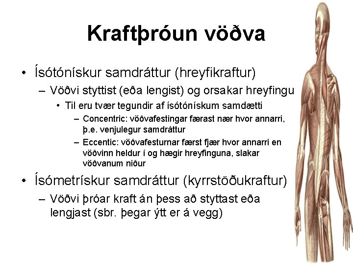 Kraftþróun vöðva • Ísótónískur samdráttur (hreyfikraftur) – Vöðvi styttist (eða lengist) og orsakar hreyfingu