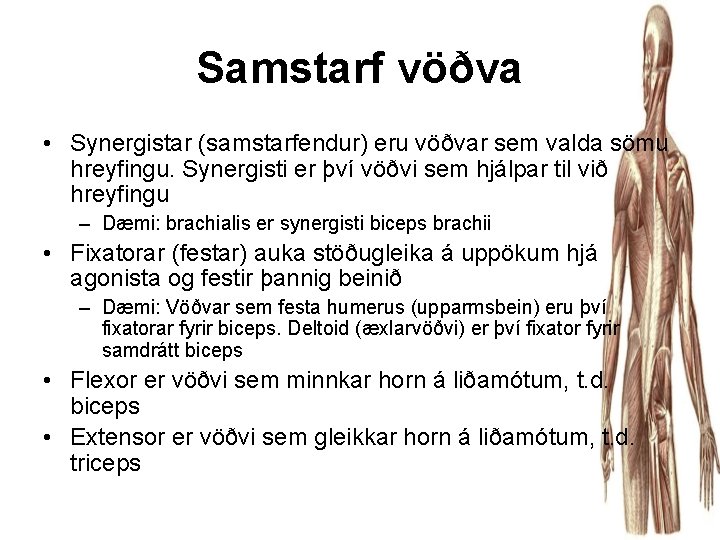 Samstarf vöðva • Synergistar (samstarfendur) eru vöðvar sem valda sömu hreyfingu. Synergisti er því