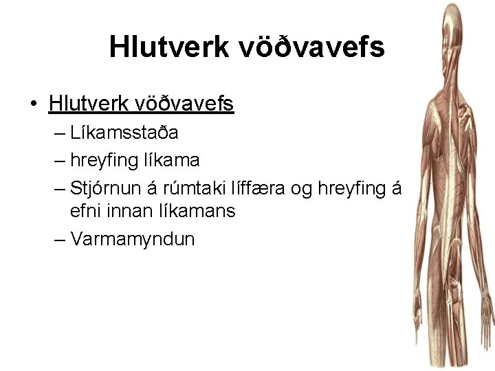 Hlutverk vöðvavefs • Hlutverk vöðvavefs – Líkamsstaða – hreyfing líkama – Stjórnun á rúmtaki