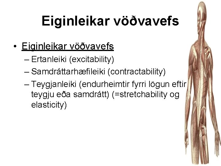 Eiginleikar vöðvavefs • Eiginleikar vöðvavefs – Ertanleiki (excitability) – Samdráttarhæfileiki (contractability) – Teygjanleiki (endurheimtir