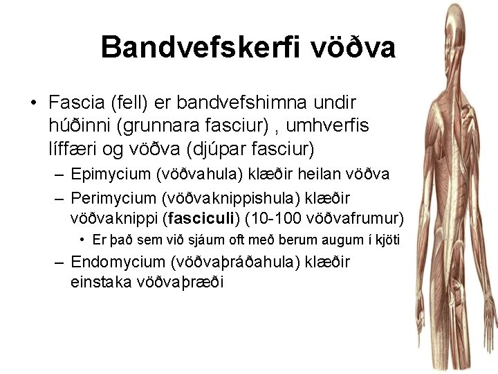 Bandvefskerfi vöðva • Fascia (fell) er bandvefshimna undir húðinni (grunnara fasciur) , umhverfis líffæri
