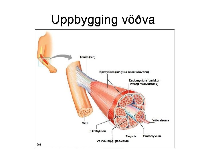 Uppbygging vöðva 