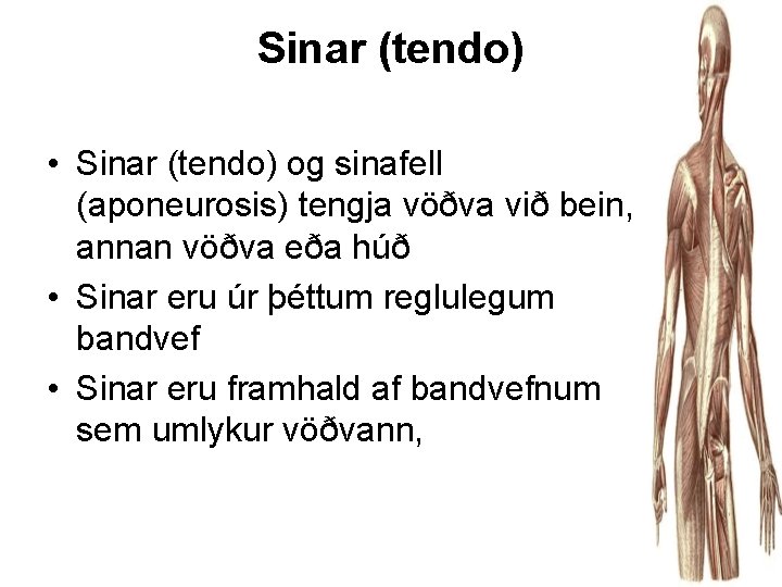 Sinar (tendo) • Sinar (tendo) og sinafell (aponeurosis) tengja vöðva við bein, annan vöðva