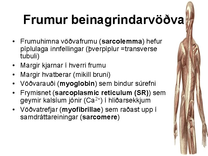 Frumur beinagrindarvöðva • Frumuhimna vöðvafrumu (sarcolemma) hefur píplulaga innfellingar (þverpíplur =transverse tubuli) • Margir