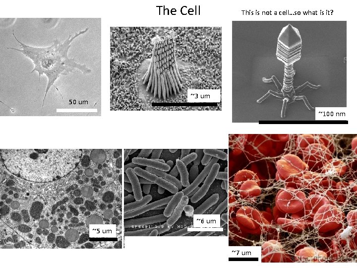 The Cell This is not a cell…so what is it? ~3 um 50 um