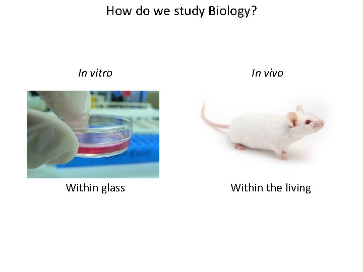 How do we study Biology? In vitro In vivo Within glass Within the living