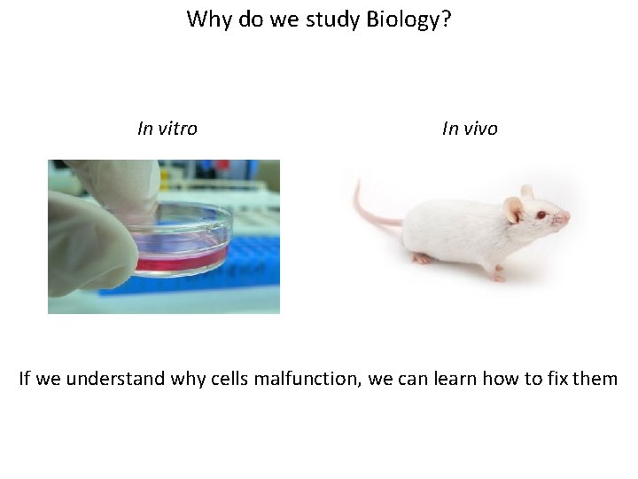 Why do we study Biology? In vitro In vivo If we understand why cells