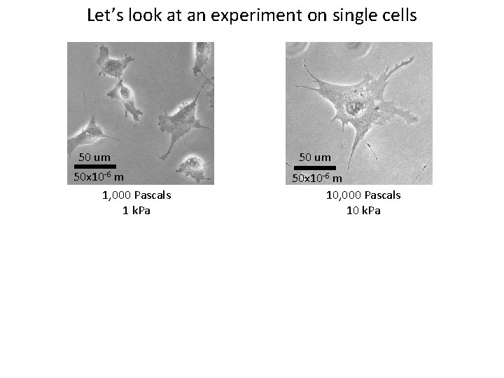Let’s look at an experiment on single cells 50 um 50 x 10 -6