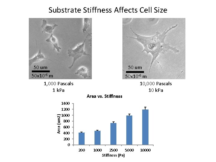 Substrate Stiffness Affects Cell Size 50 um Area (um 2) 50 x 10 -6