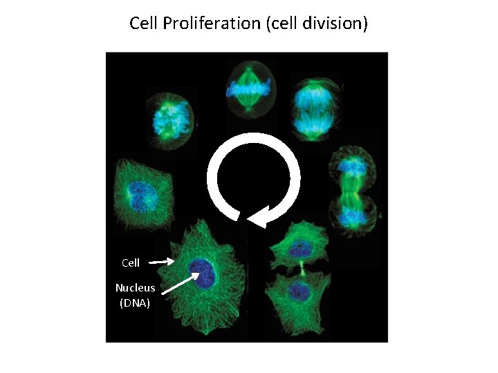 Cell Proliferation (cell division) Cell Nucleus (DNA) 