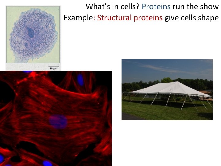 What’s in cells? Proteins run the show Example: Structural proteins give cells shape 