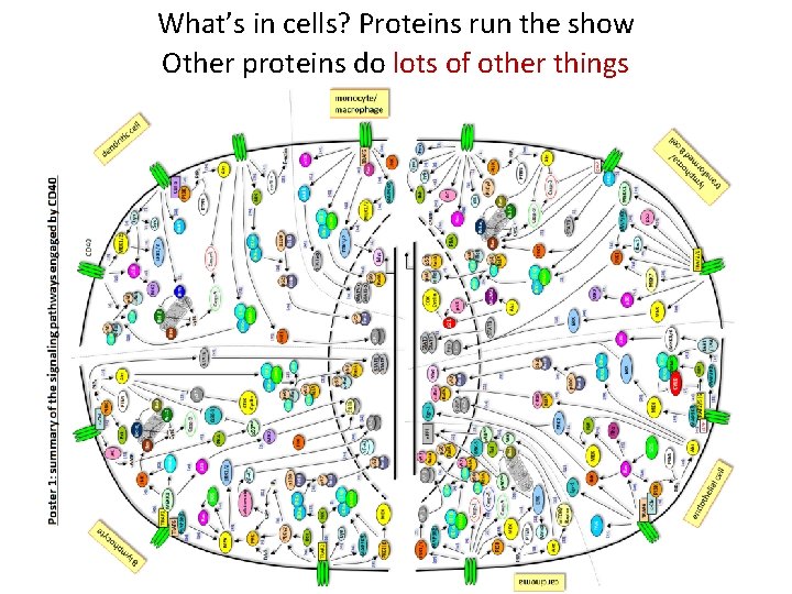 What’s in cells? Proteins run the show Other proteins do lots of other things