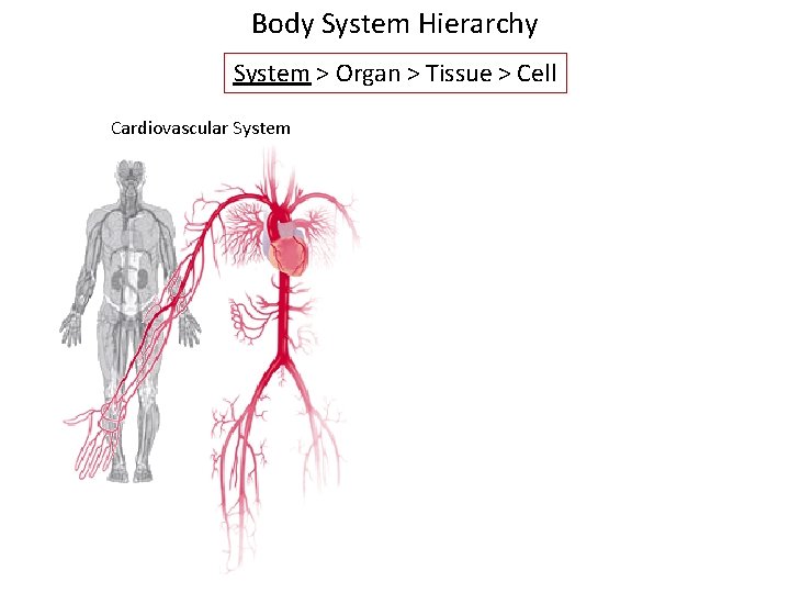 Body System Hierarchy System > Organ > Tissue > Cell Cardiovascular System 