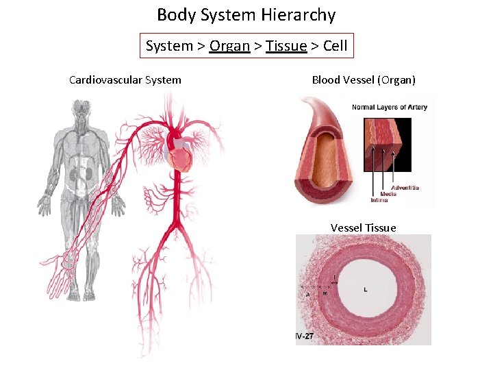 Body System Hierarchy System > Organ > Tissue > Cell Cardiovascular System Blood Vessel