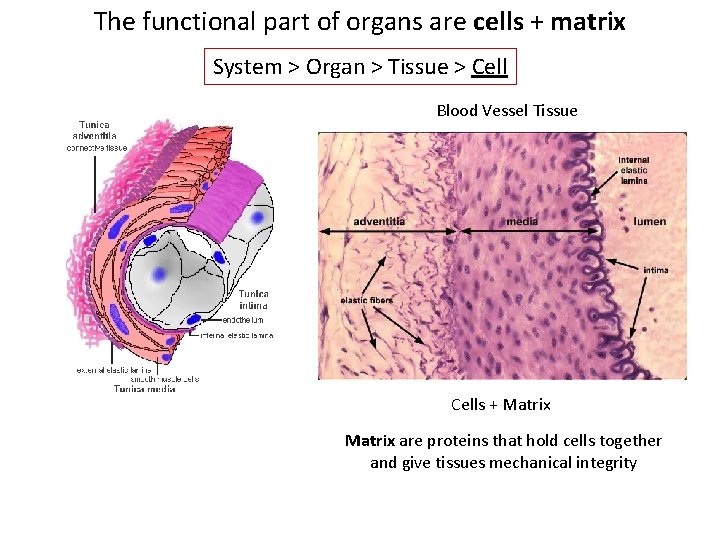 The functional part of organs are cells + matrix System > Organ > Tissue