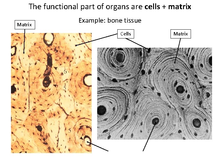 The functional part of organs are cells + matrix Matrix Example: bone tissue Cells