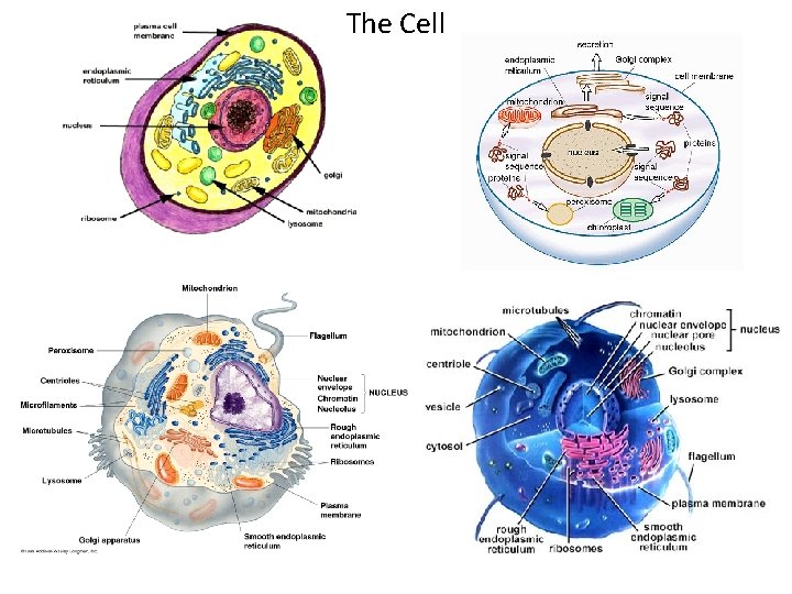 The Cell 