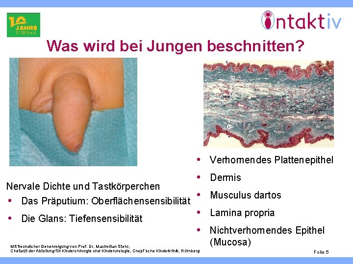 Was wird bei Jungen beschnitten? • Verhornendes Plattenepithel Nervale Dichte und Tastkörperchen • Das