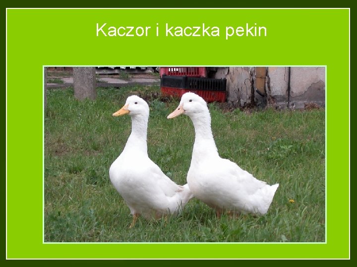 Kaczor i kaczka pekin 