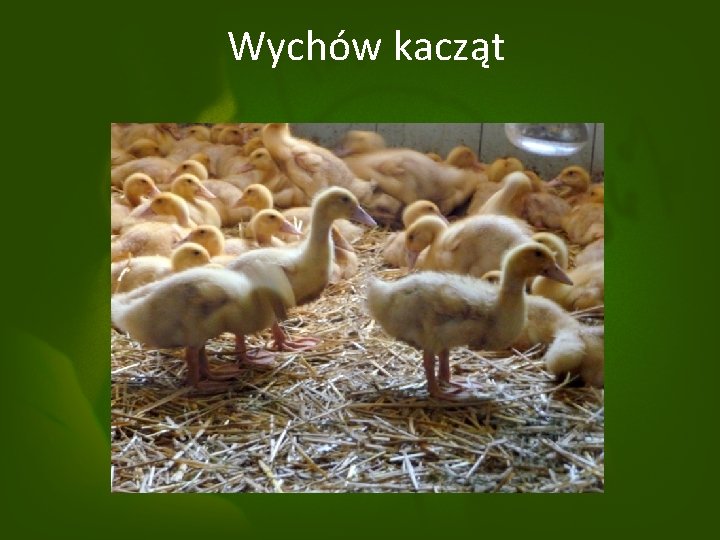 Wychów kacząt 