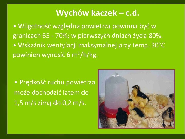 Wychów kaczek – c. d. • Wilgotność względna powietrza powinna być w granicach 65