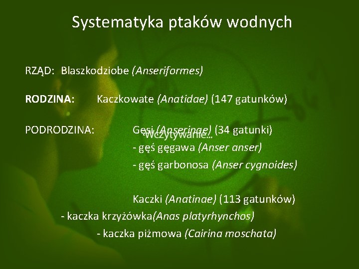 Systematyka ptaków wodnych RZĄD: Blaszkodziobe (Anseriformes) RODZINA: PODRODZINA: Kaczkowate (Anatidae) (147 gatunków) Gęsi (Anserinae)