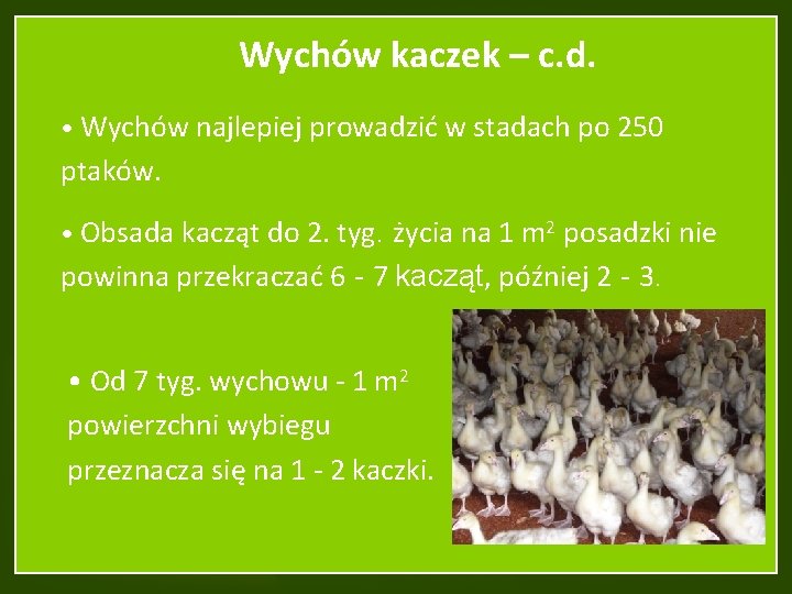 Wychów kaczek – c. d. • Wychów najlepiej prowadzić w stadach po 250 ptaków.
