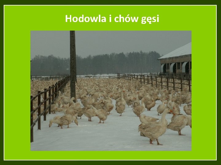 Hodowla i chów gęsi 