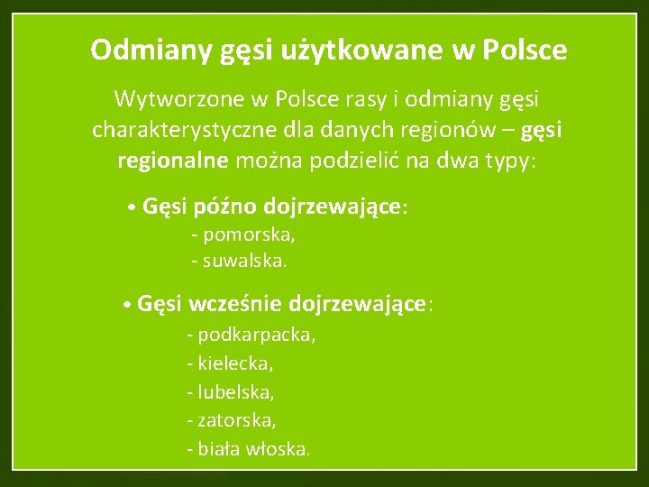 Odmiany gęsi użytkowane w Polsce Wytworzone w Polsce rasy i odmiany gęsi charakterystyczne dla