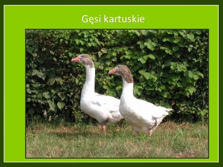 Gęsi kartuskie 