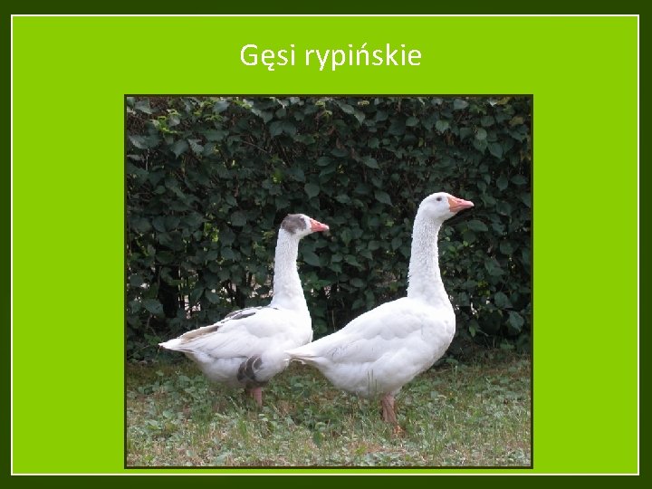 Gęsi rypińskie 