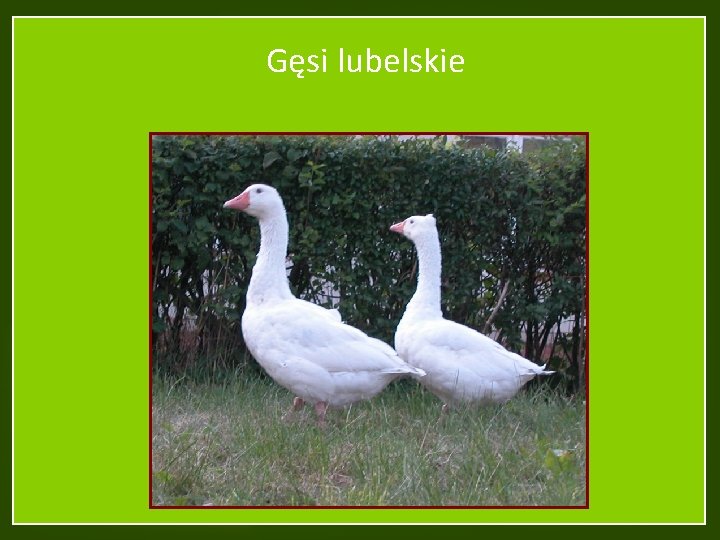 Gęsi lubelskie 