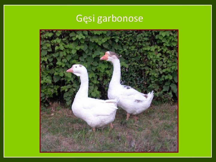 Gęsi garbonose 