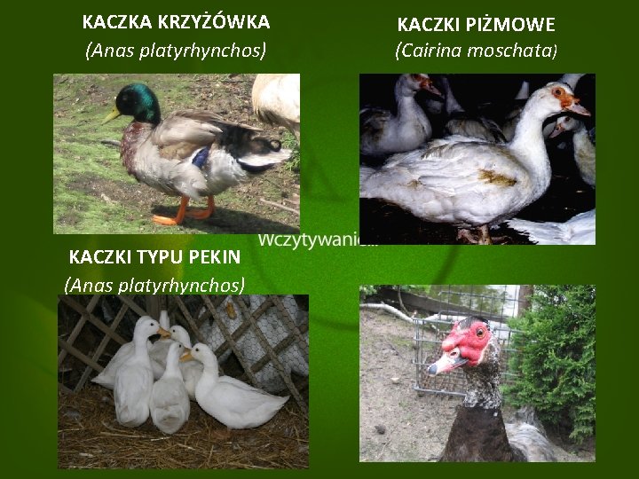 KACZKA KRZYŻÓWKA (Anas platyrhynchos) KACZKI TYPU PEKIN (Anas platyrhynchos) KACZKI PIŻMOWE (Cairina moschata) 