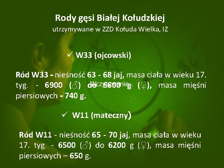 Rody gęsi Białej Kołudzkiej utrzymywane w ZZD Kołuda Wielka, IZ ü W 33 (ojcowski)