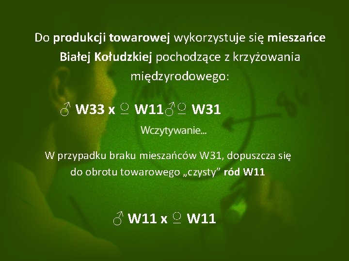 Do produkcji towarowej wykorzystuje się mieszańce Białej Kołudzkiej pochodzące z krzyżowania międzyrodowego: ♂ W