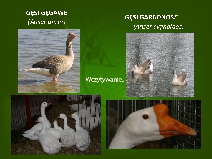 GĘSI GĘGAWE (Anser anser) GĘSI GARBONOSE (Anser cygnoides) 