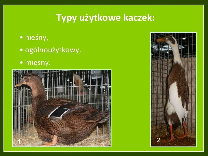 Typy użytkowe kaczek: • nieśny, • ogólnoużytkowy, • mięsny. 1 2 