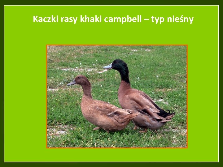 Kaczki rasy khaki campbell – typ nieśny 