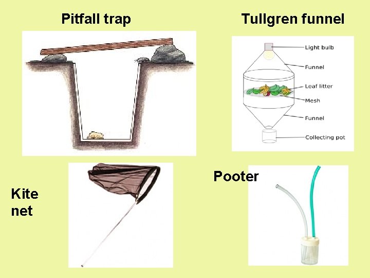 Pitfall trap Tullgren funnel Pooter Kite net 