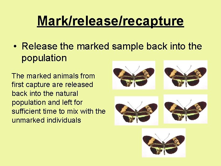 Mark/release/recapture • Release the marked sample back into the population The marked animals from