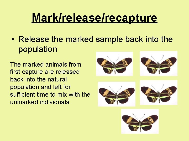 Mark/release/recapture • Release the marked sample back into the population The marked animals from Mark/release/recapture • Release the marked sample back into the population The marked animals from