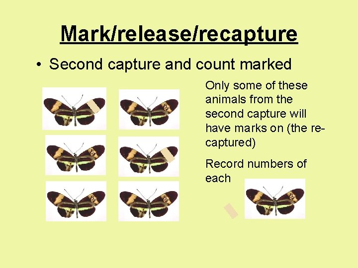 Mark/release/recapture • Second capture and count marked Only some of these animals from the Mark/release/recapture • Second capture and count marked Only some of these animals from the
