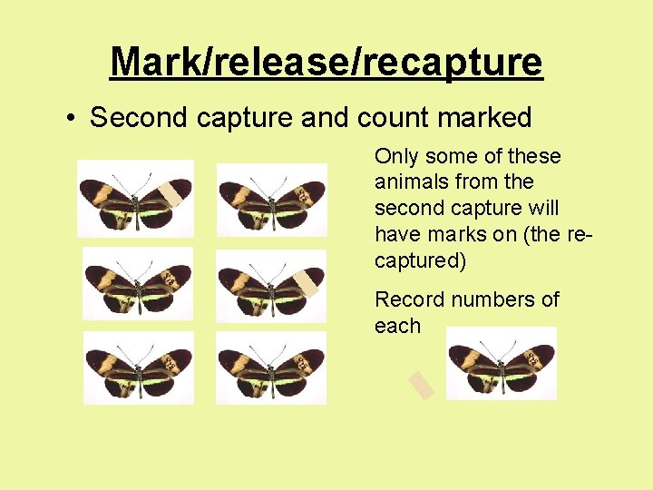 Mark/release/recapture • Second capture and count marked Only some of these animals from the