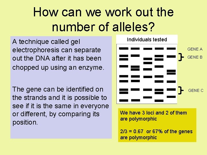 How can we work out the number of alleles? A technique called gel electrophoresis How can we work out the number of alleles? A technique called gel electrophoresis
