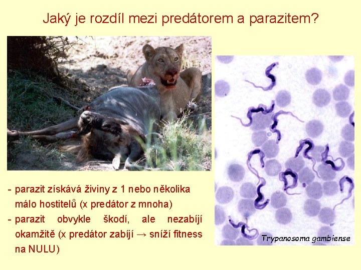 Jaký je rozdíl mezi predátorem a parazitem? - parazit získává živiny z 1 nebo