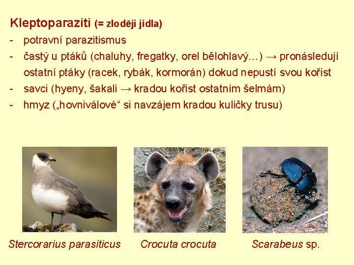 Kleptoparaziti (= zloději jídla) - potravní parazitismus - častý u ptáků (chaluhy, fregatky, orel