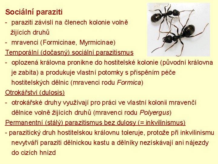 Sociální paraziti - paraziti závislí na členech kolonie volně žijících druhů - mravenci (Formicinae,