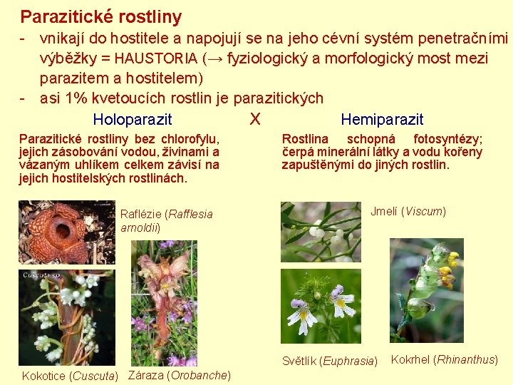 Parazitické rostliny - vnikají do hostitele a napojují se na jeho cévní systém penetračními