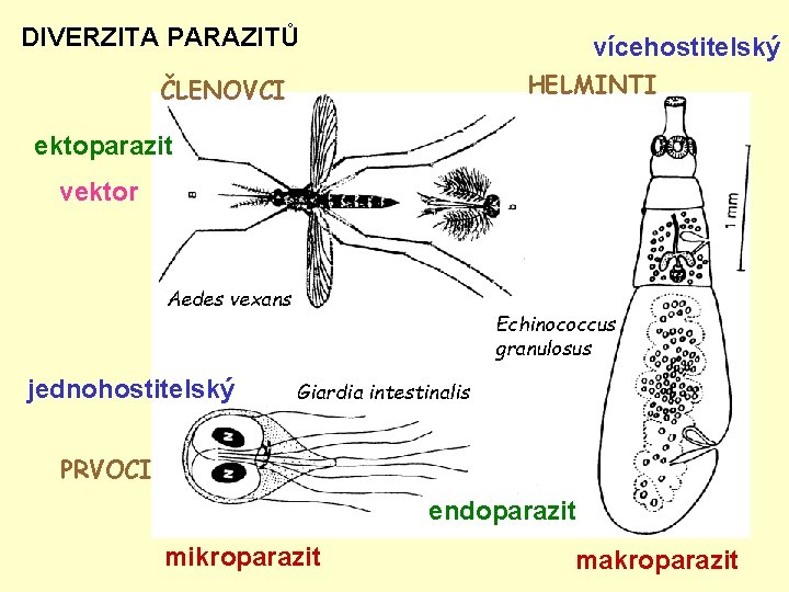 DIVERZITA PARAZITŮ vícehostitelský HELMINTI ČLENOVCI ektoparazit vektor Aedes vexans jednohostitelský Echinococcus granulosus Giardia intestinalis